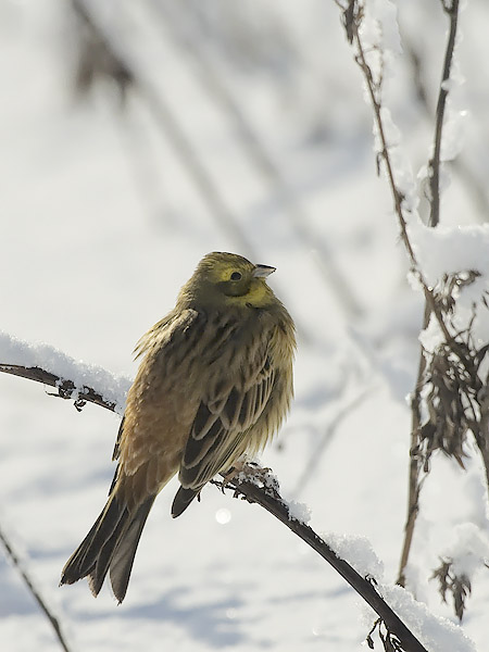 Keltasirkku, Yellowhammer, Emberiza citrinella